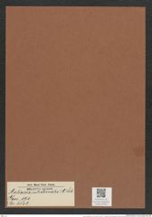 Auliscus intestinalis A. Sch. (de-Toni-Nr.: Genus 171, Species 4342) Zeichnungen Sammlung Grunow Mappe 04305 (Herbarium_W_Grunow_drawings_Folder_04305)